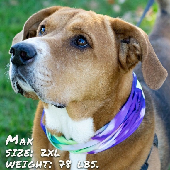 Tie Dye Pup Scruff Dog Neck Gaiter Stretchy Cooling Slips Over Neck - Picture 2 of 4